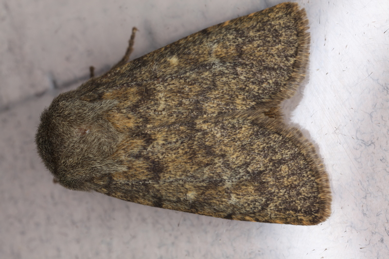Brindled Ochre